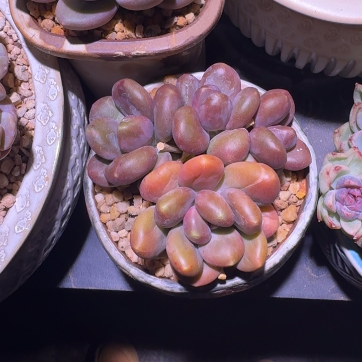 芒果奶 4头 一物一拍