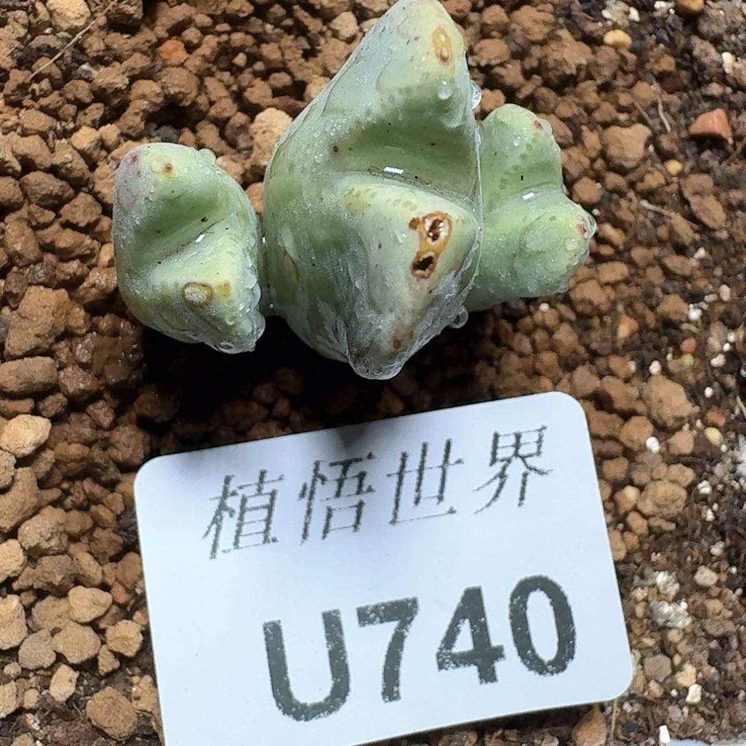 740盒多肉植物哇fv