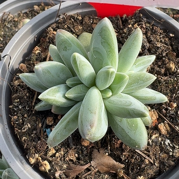 美人580多肉植物