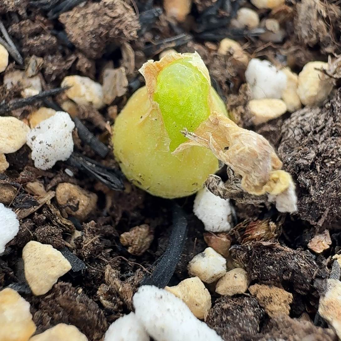 老马生石花小葫芦715