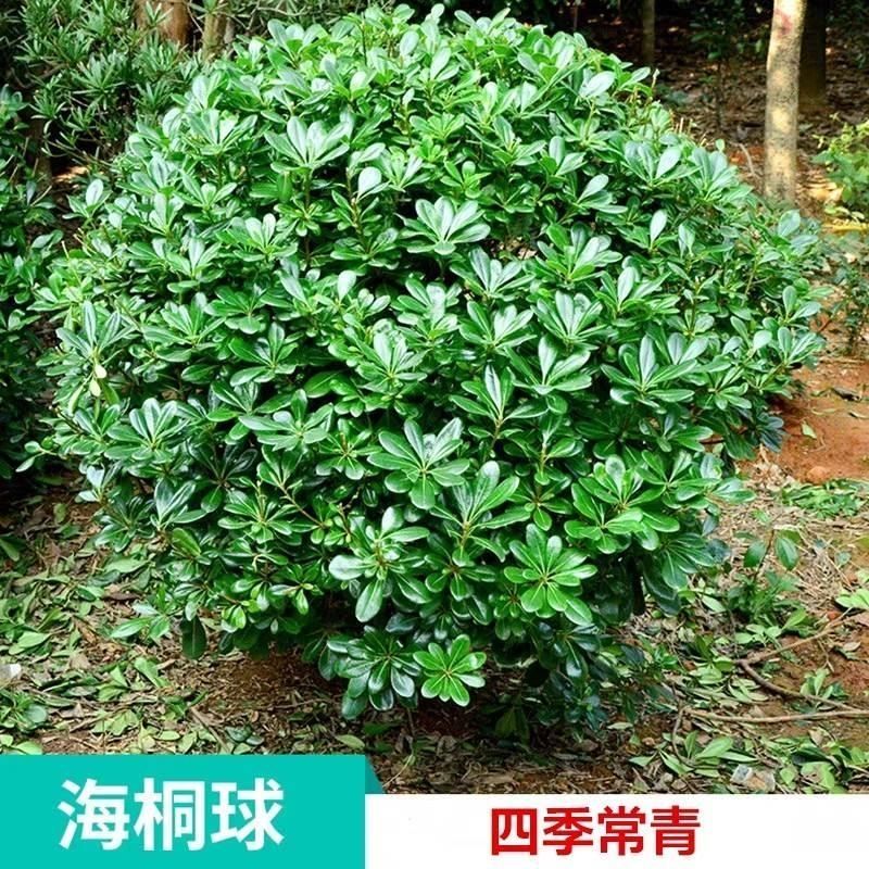 海桐苗球形圆球形绿化苗庭院室外绿植园林四季常青耐寒室外篱笆苗