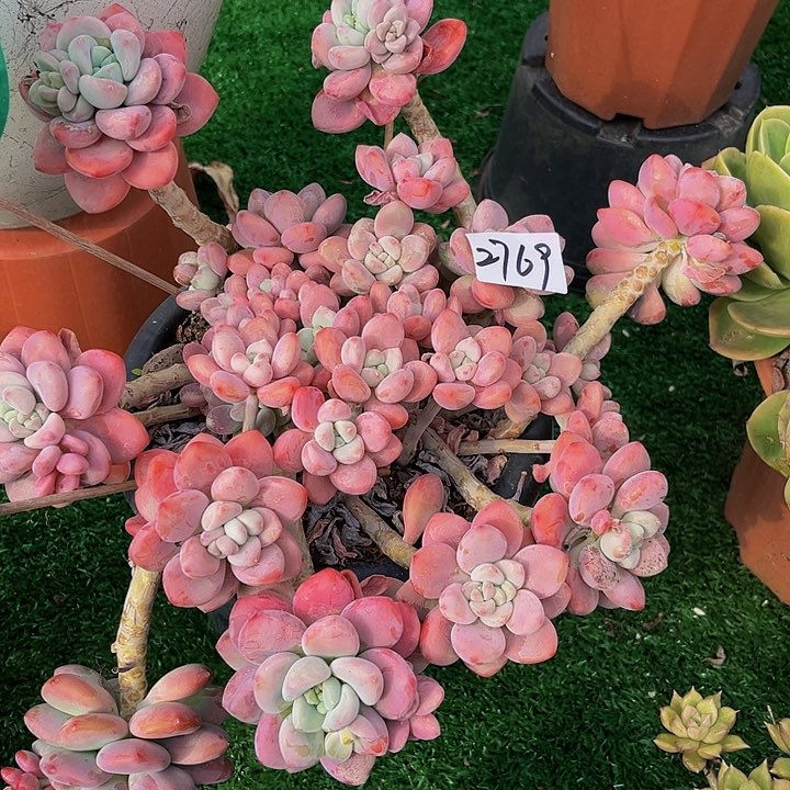 林****D红洛神群2769