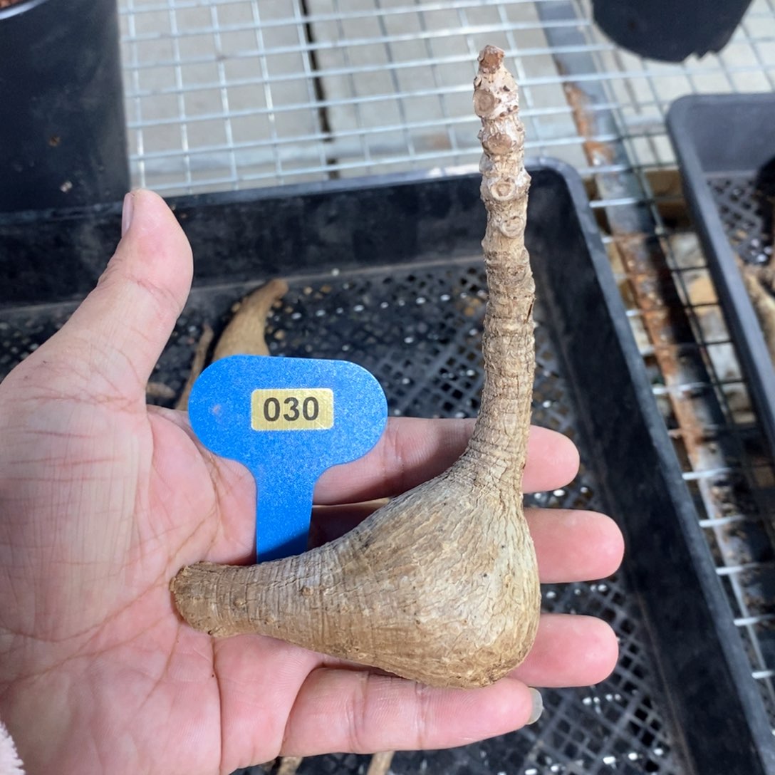 奇异油柑多肉植物