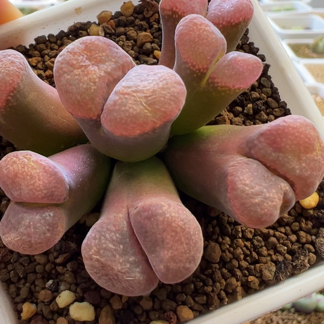 大翻窗群生 肉锥植物