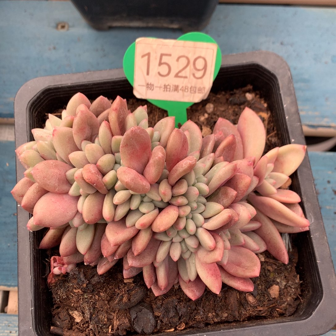 桃花源缀化开播福利1529