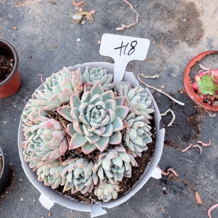 多肉植物9.9包邮