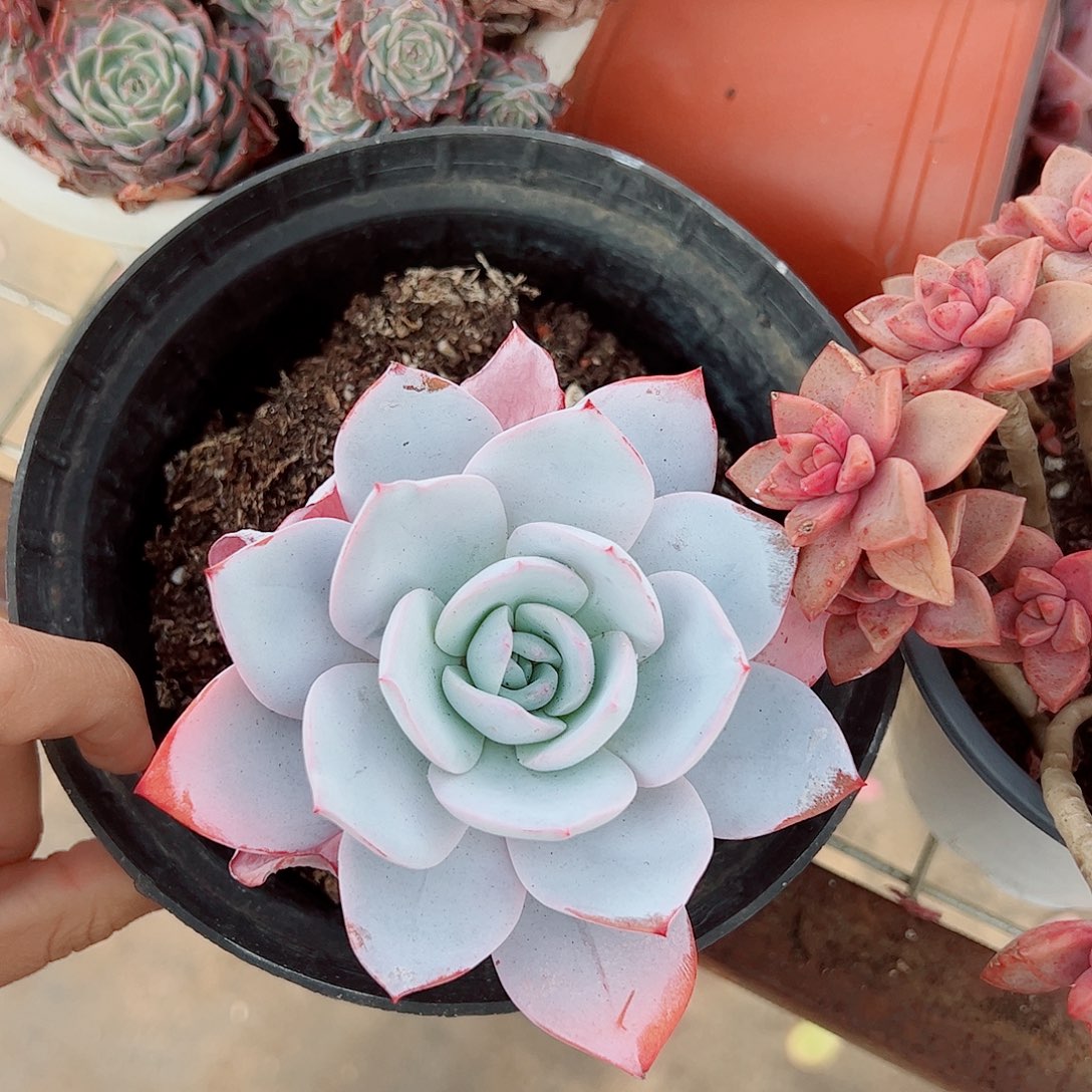 白莲大单头精品特价