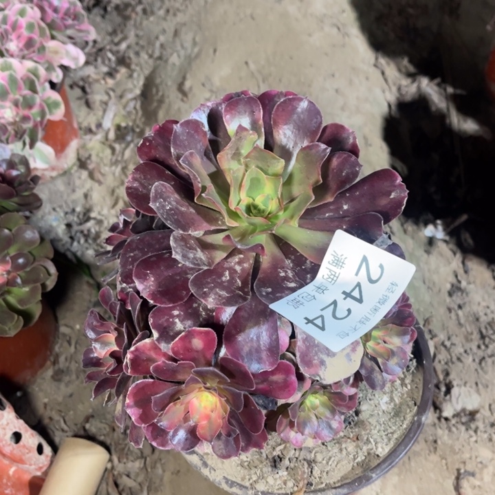 2424美杜莎的的多肉的