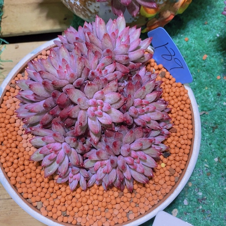 语***梦这个我都想了啊好家伙