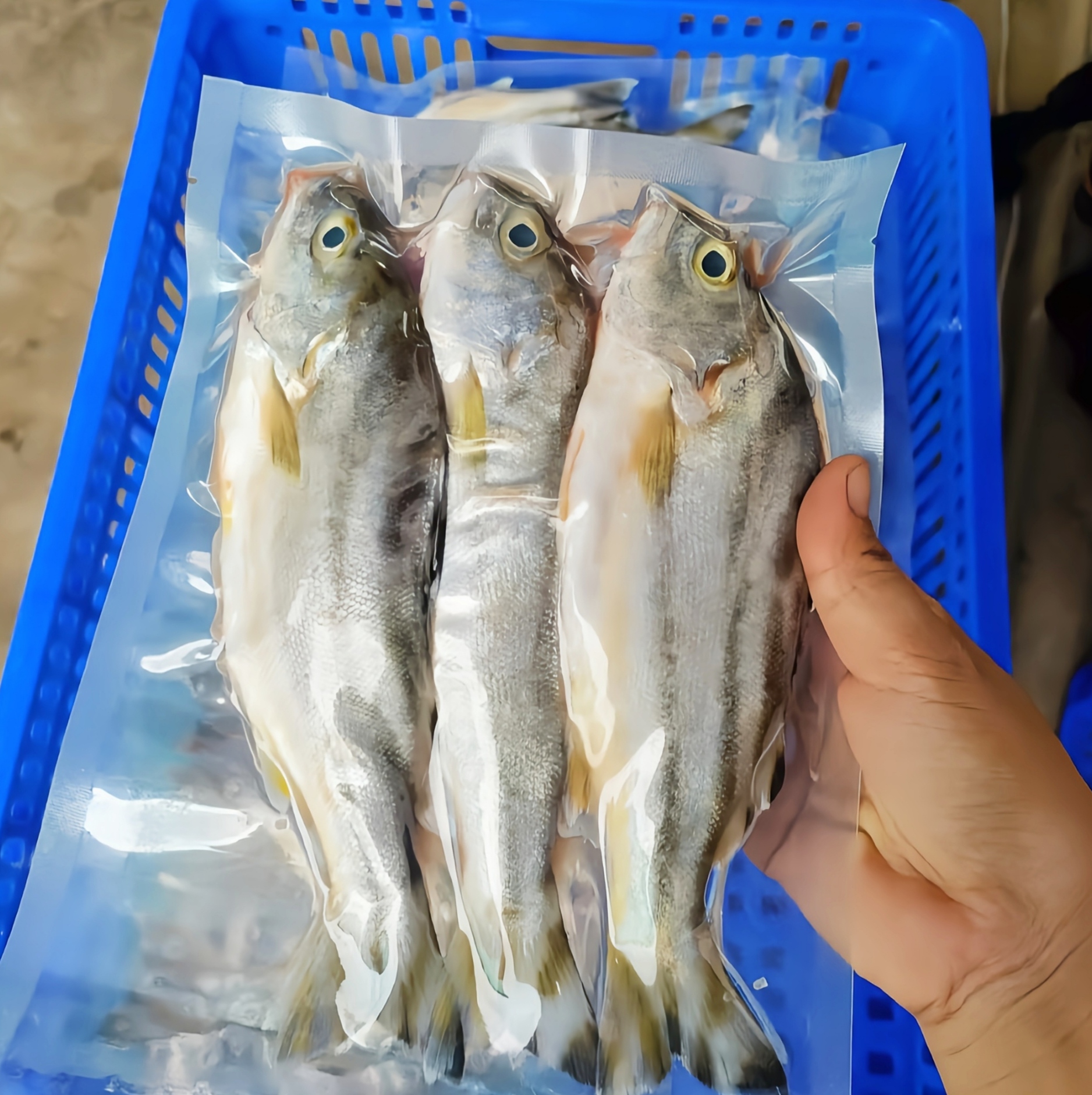 【马鲛仔海产】野生丁公鱼巴丽鱼5斤装 顺丰包邮 茂名博贺港海鲜