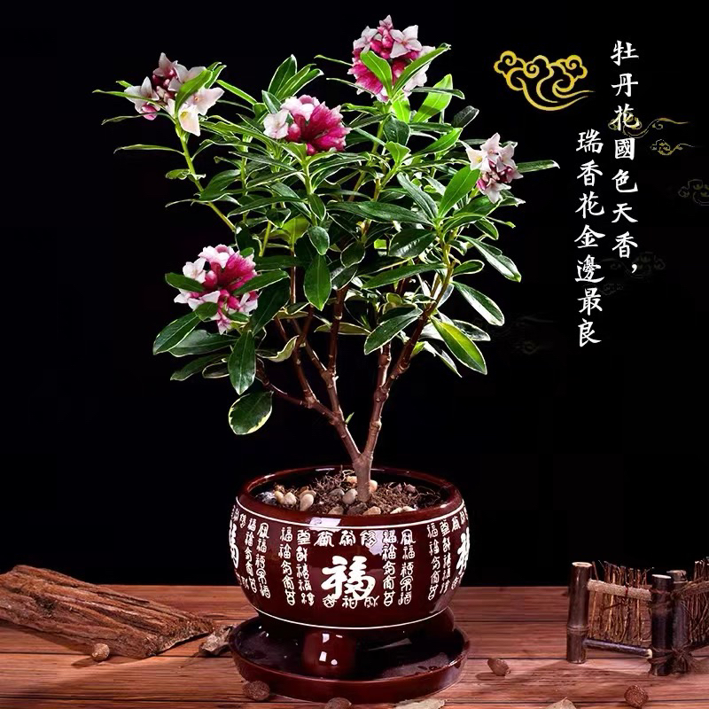 浓香型金边瑞香花卉盆栽当年开花