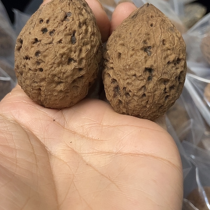 文玩核桃把件云南铁核桃基地58