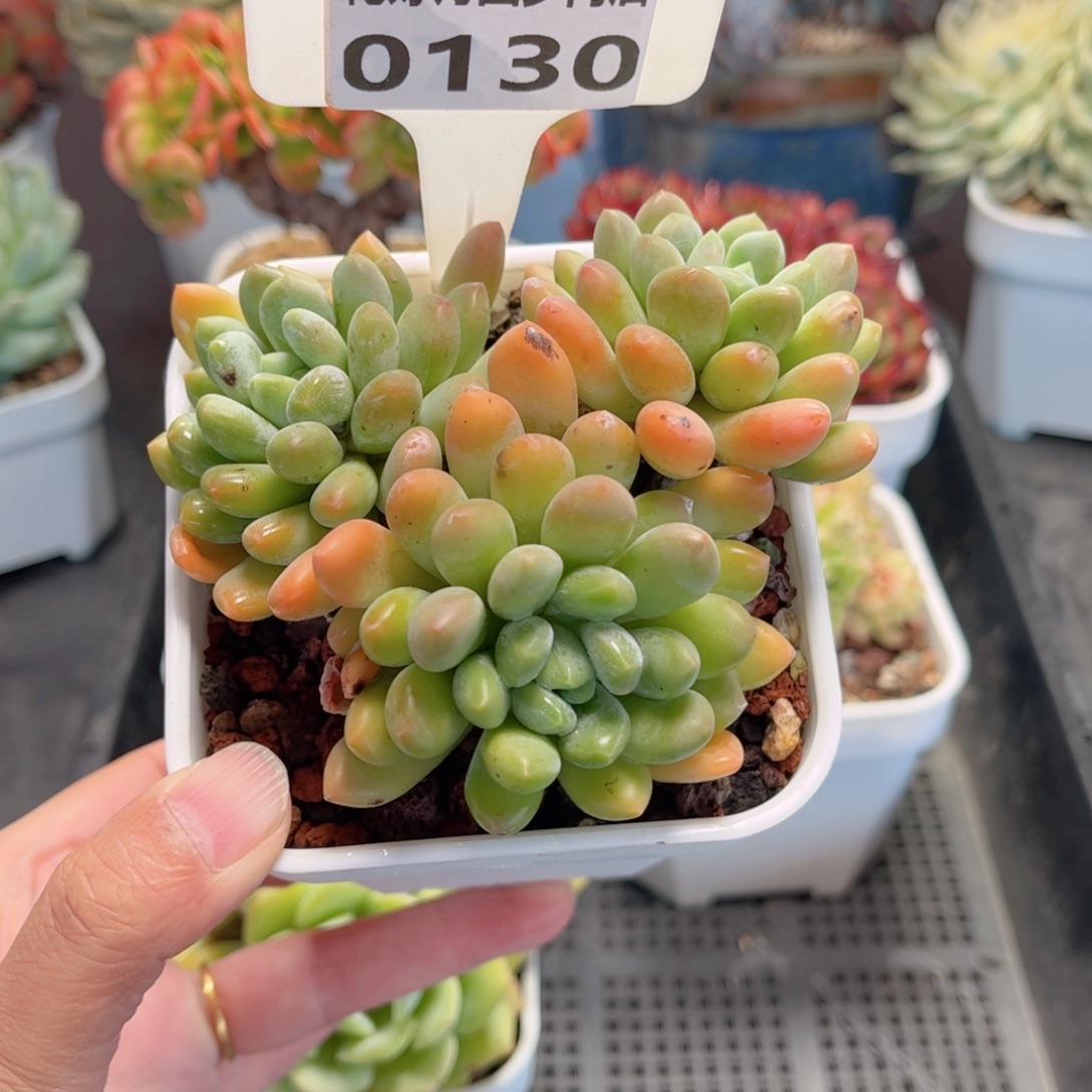 多肉植物0130 一定要拍个冷链哦