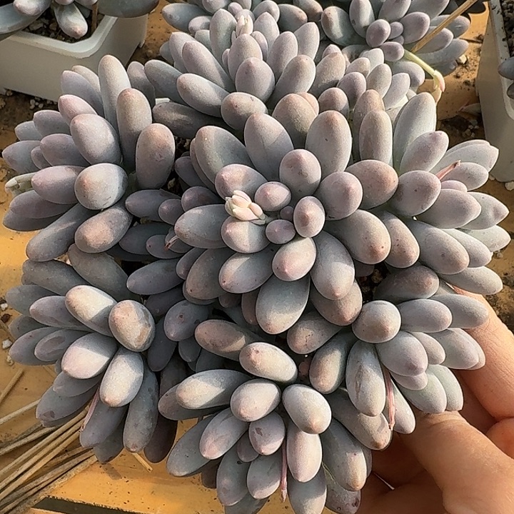 汤圆多肉植物的生长