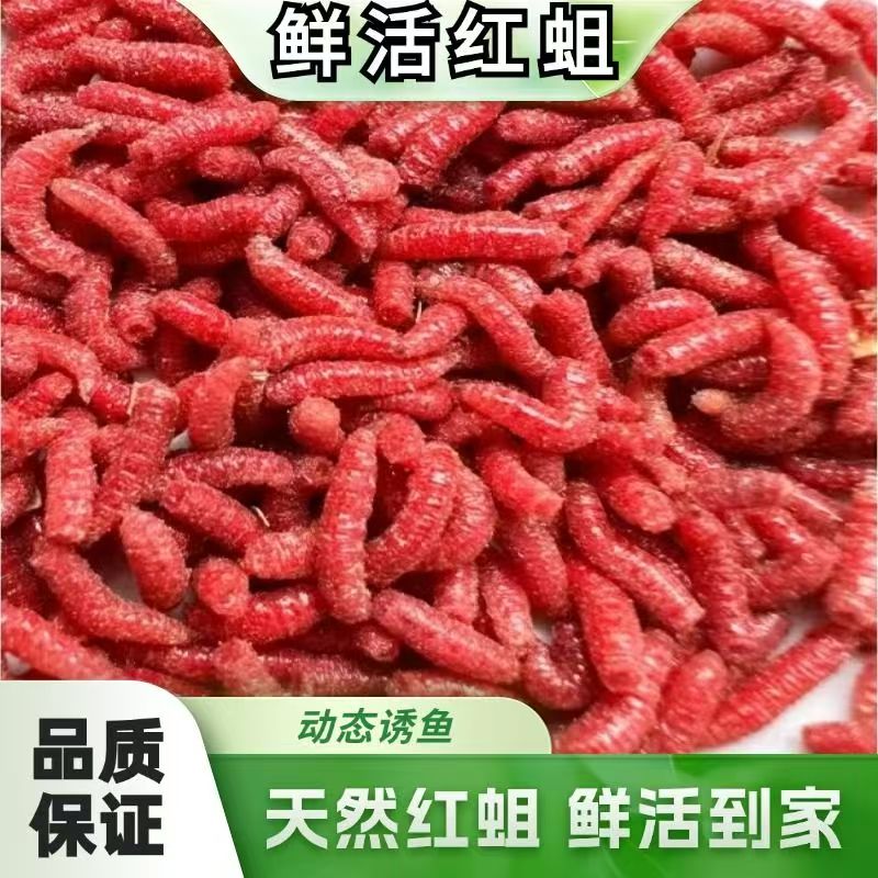 【买一送一】野钓鱼活饵鲜蛆虫蛋白虫溪流爆护鲫鱼四季可用红虫窝料