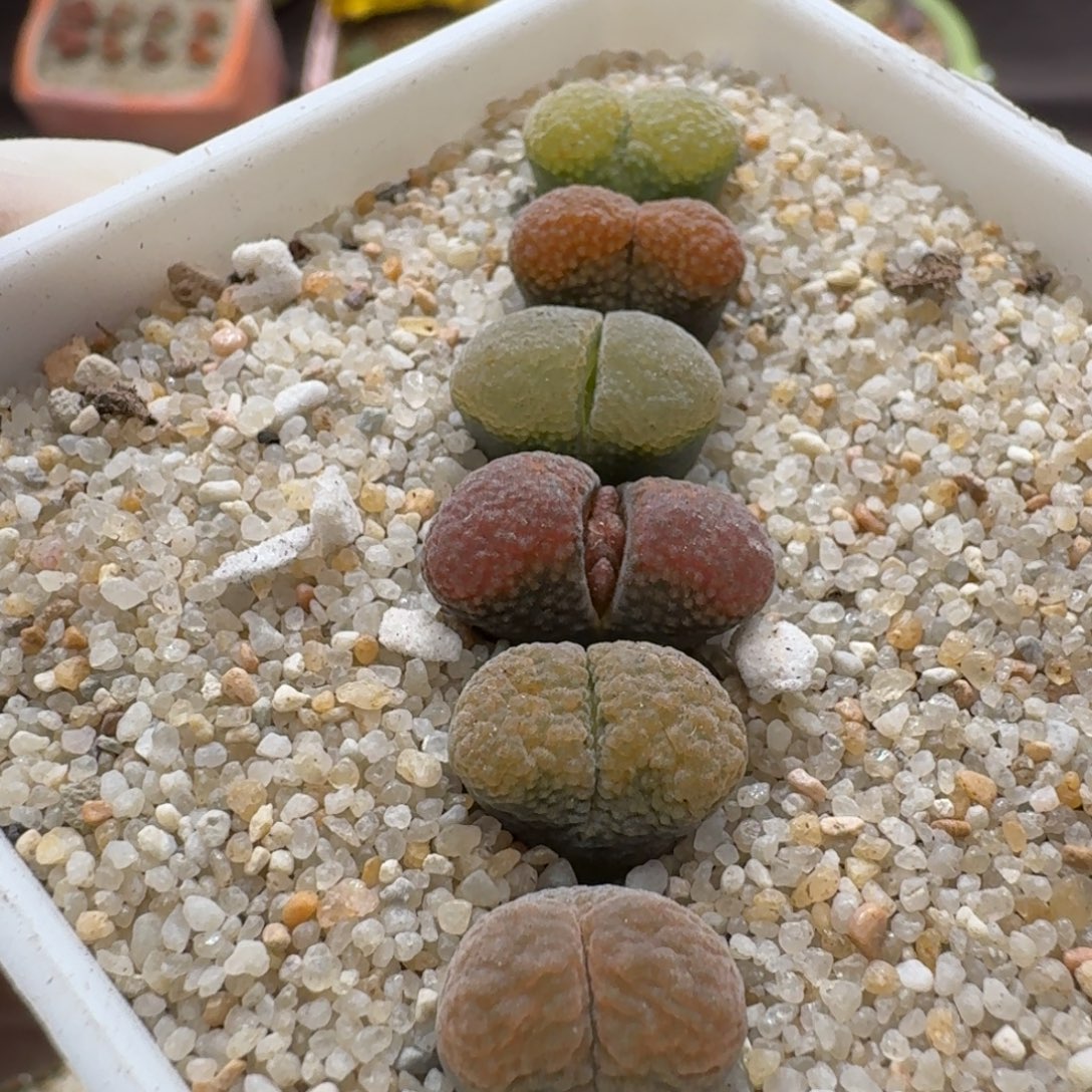 0910-081蛋糕风铃套
