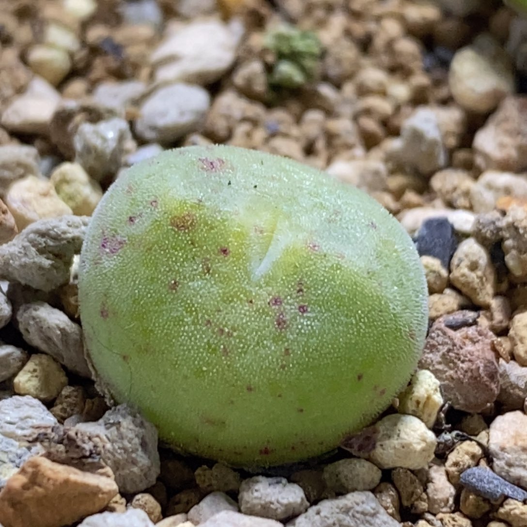 好看好看好看的绿豆糕