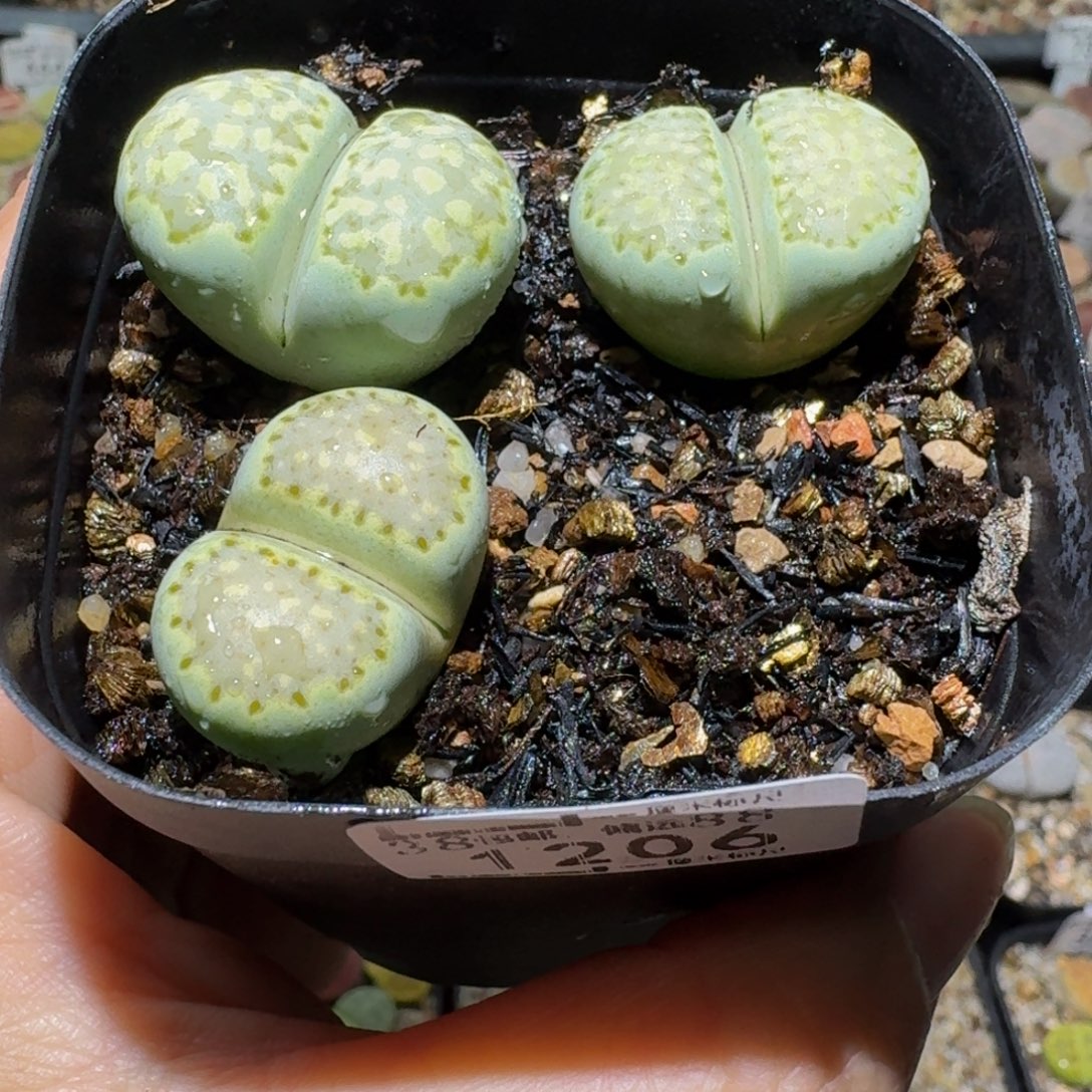 蜓***蜓板娘亏本清仓了1206