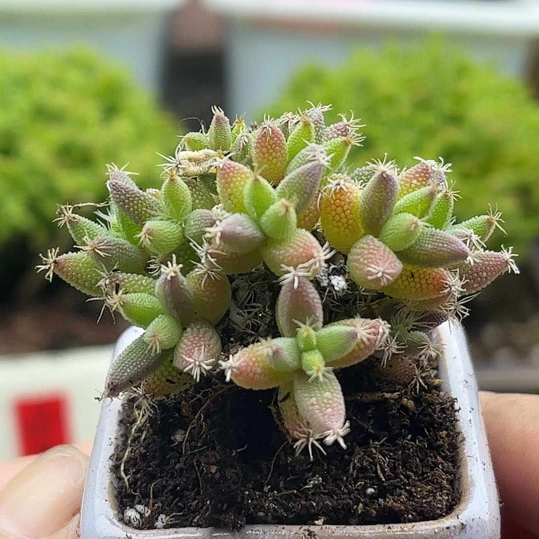 002实生玉米带盆优选