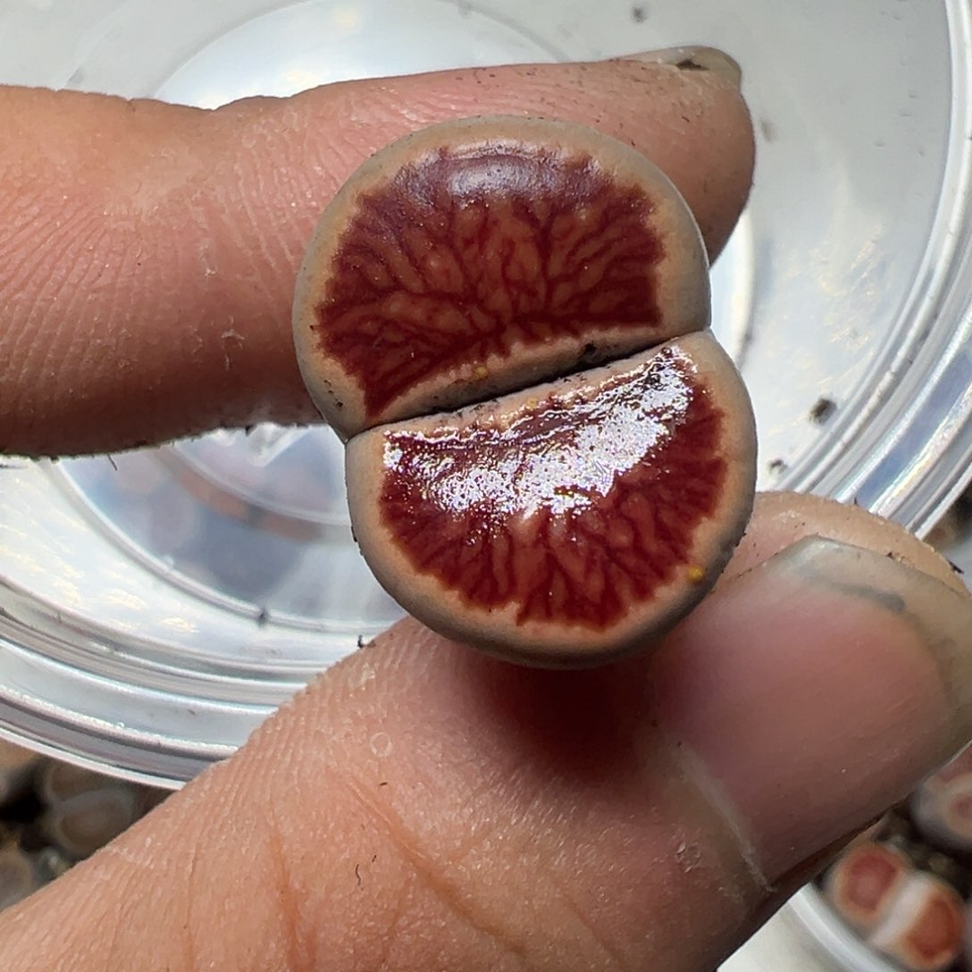 【闪购商品】核**奶698。      