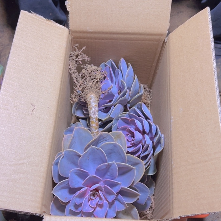 地栽紫珍珠3棵装箱（不售后）