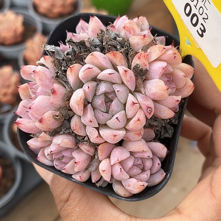 0102003伊丽莎白群，元旦福利