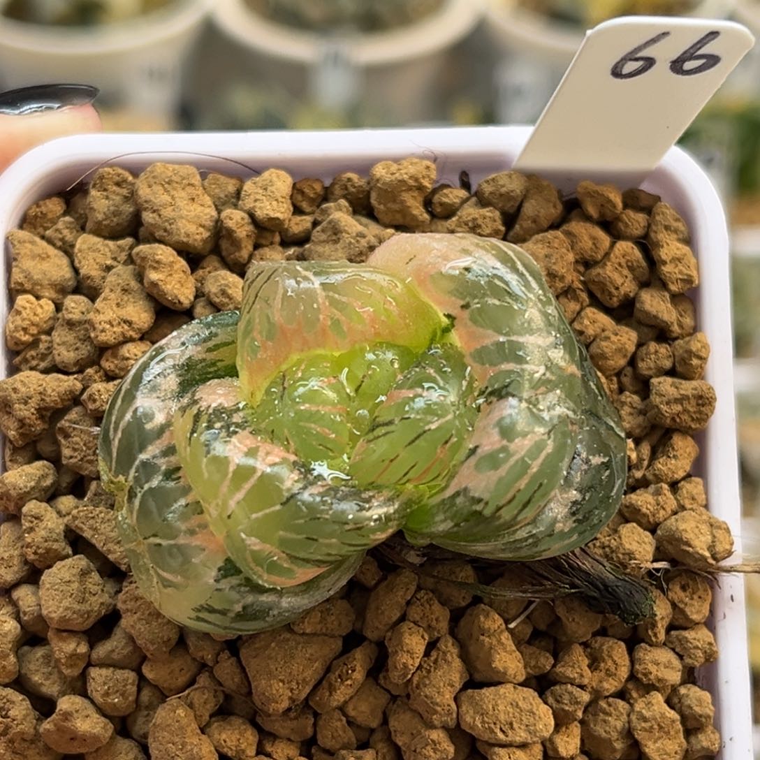 66超巨大孔明灯玉露锦福利专场