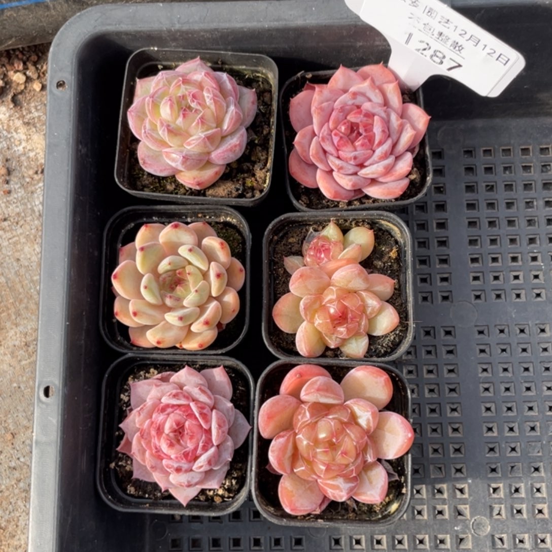 不包整散 盆子不售后1287