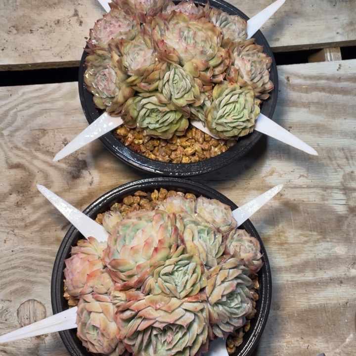 小***y多肉小驴惊鸿贝贝