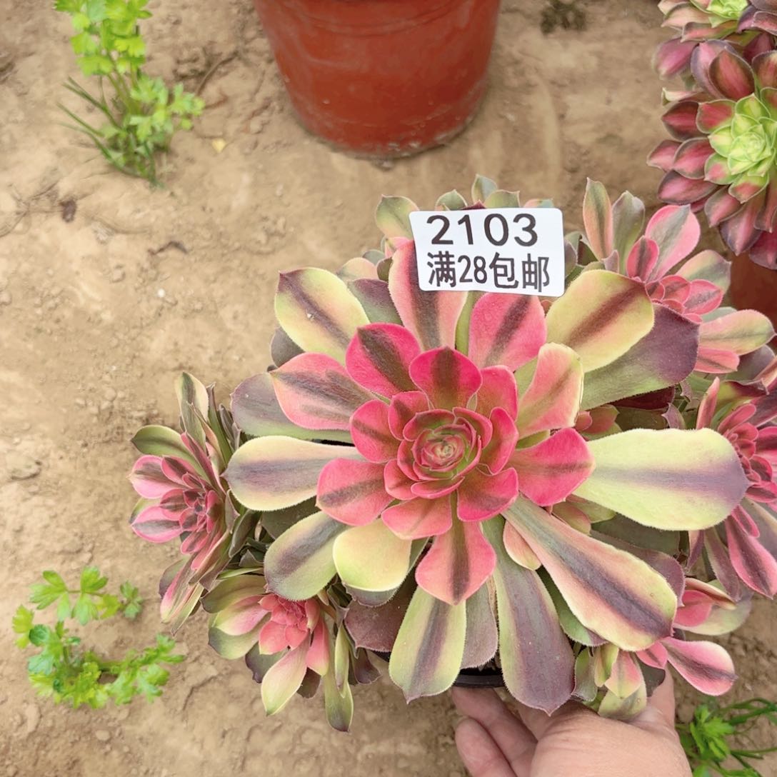 2103雅典纳多肉1111