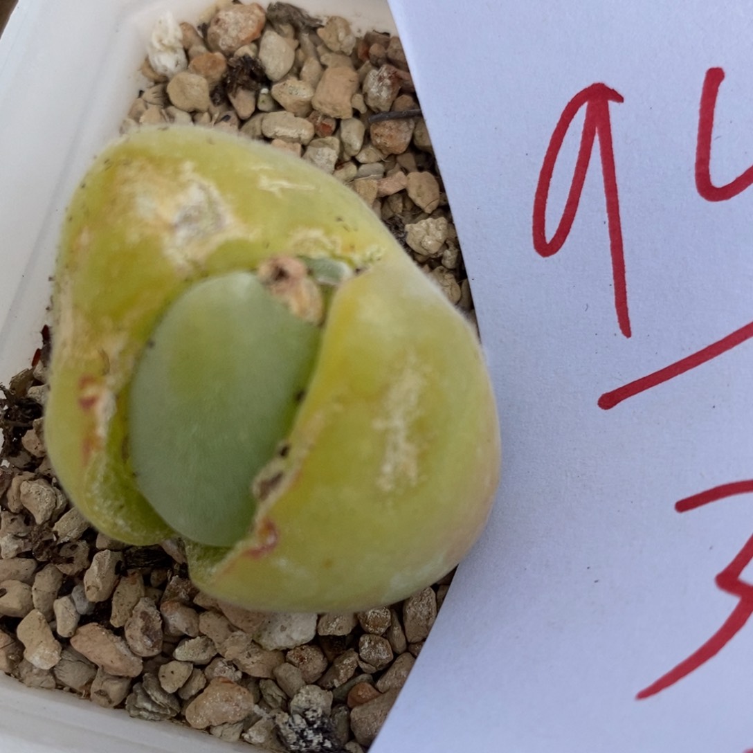 942长毛毛翠滴一颗