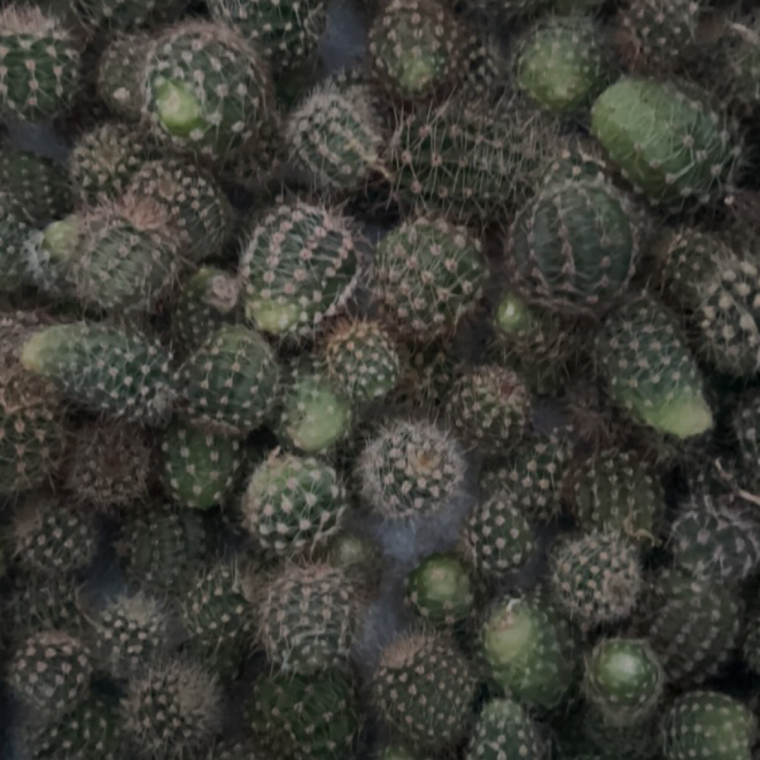 彩草侧芽非偏远不包邮