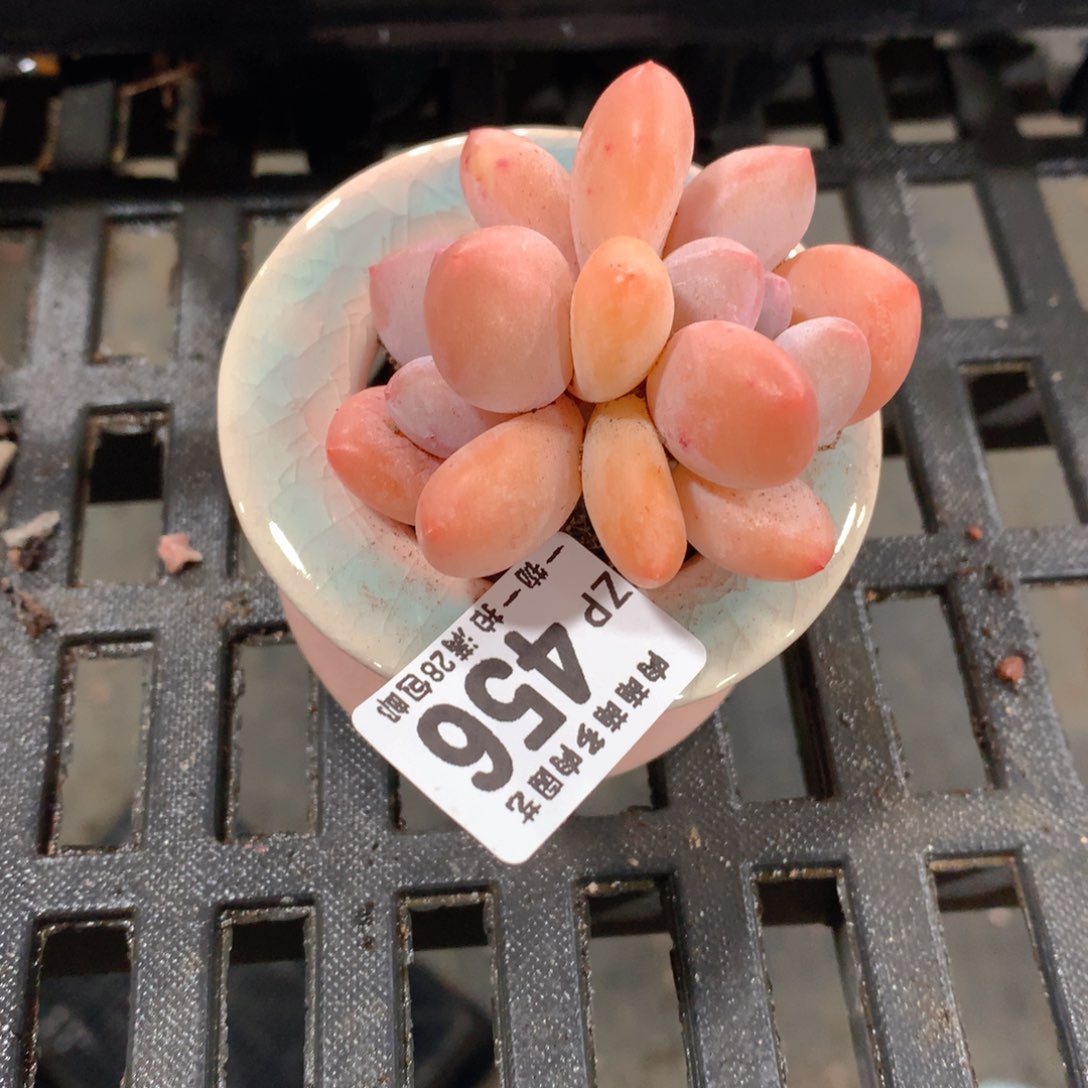 肉萌萌拇指盆精控多肉ZP456