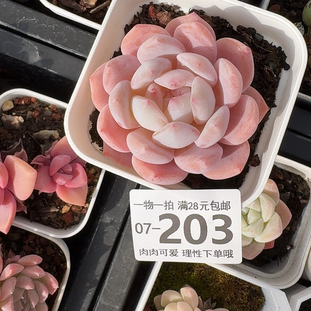 奶盖无盆土发货无盆