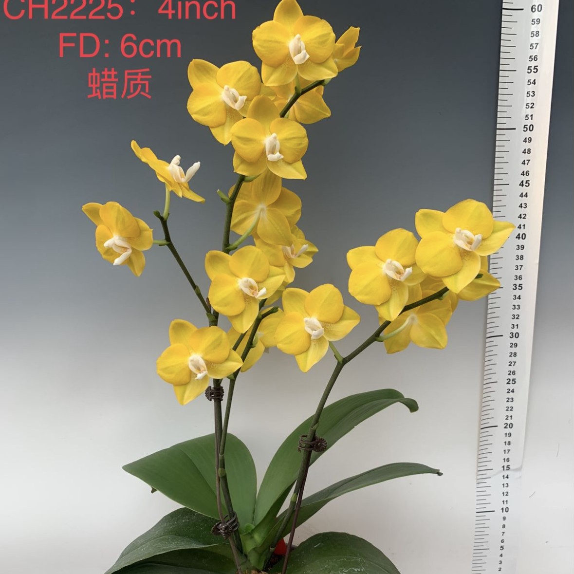 吉祥如意2.8杯微香蝴蝶兰3花剑发货（收到如有轻微叶损的建议勿拍）