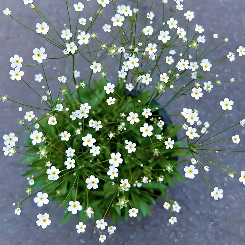 点地梅星辰盆栽星星小花朵耐阴耐寒庭院阳台花园白色多年生花卉