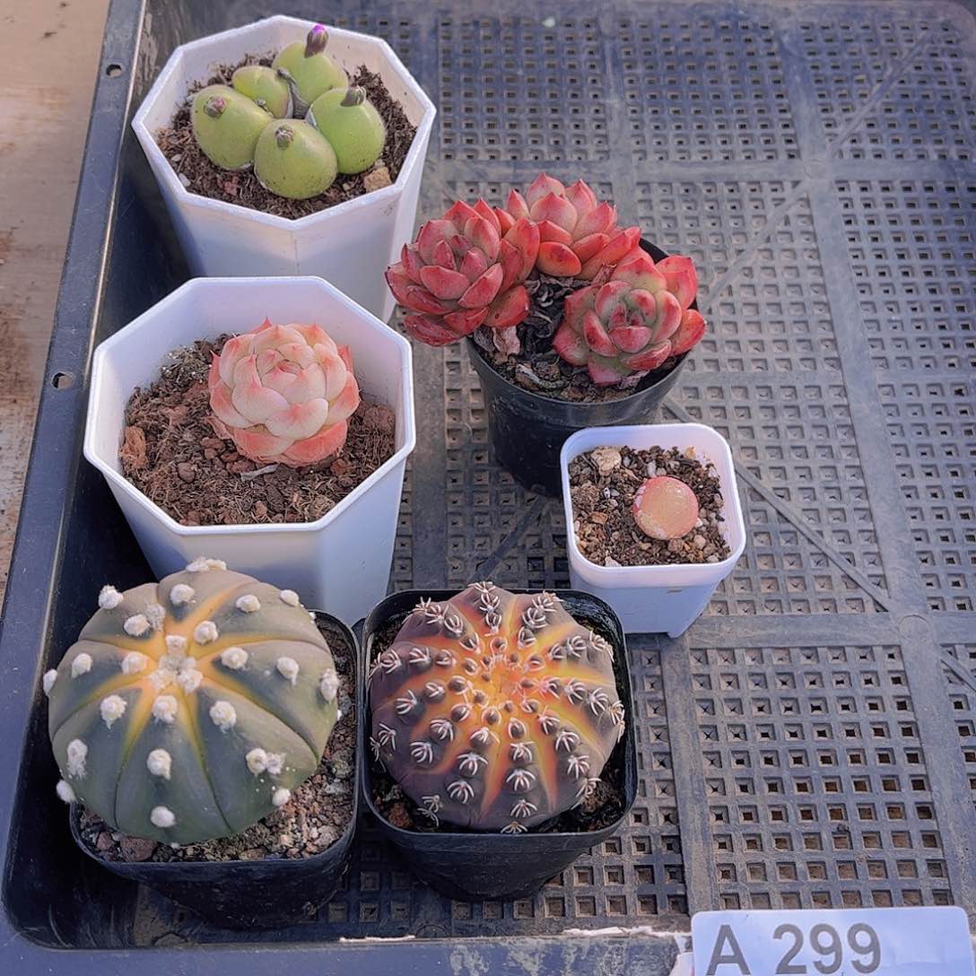多肉299多肉植物