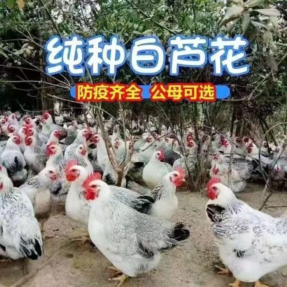 白芦花12只公母可选  红玉鸡半斤左右宠物鸡包邮
