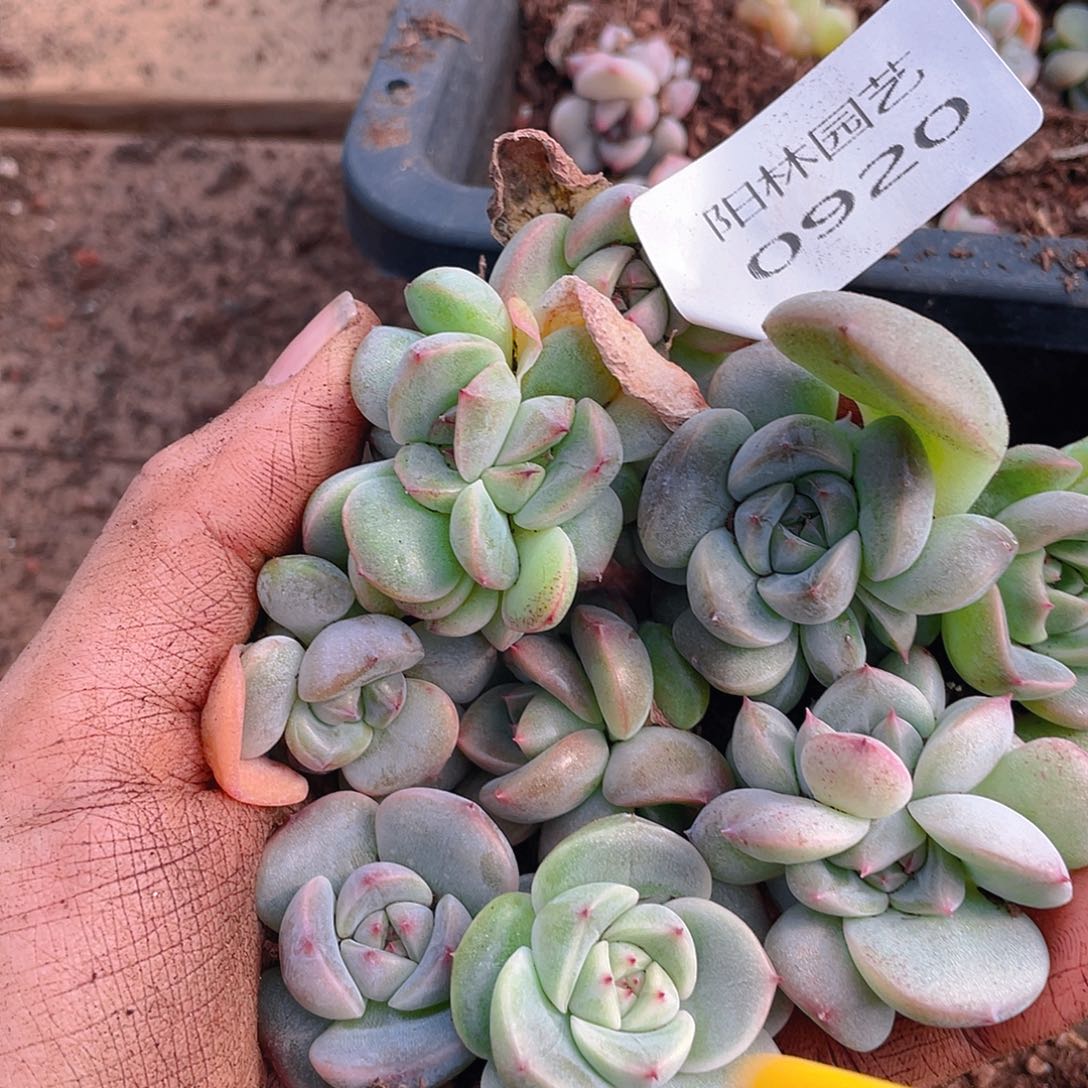 多肉植物多肉植物920