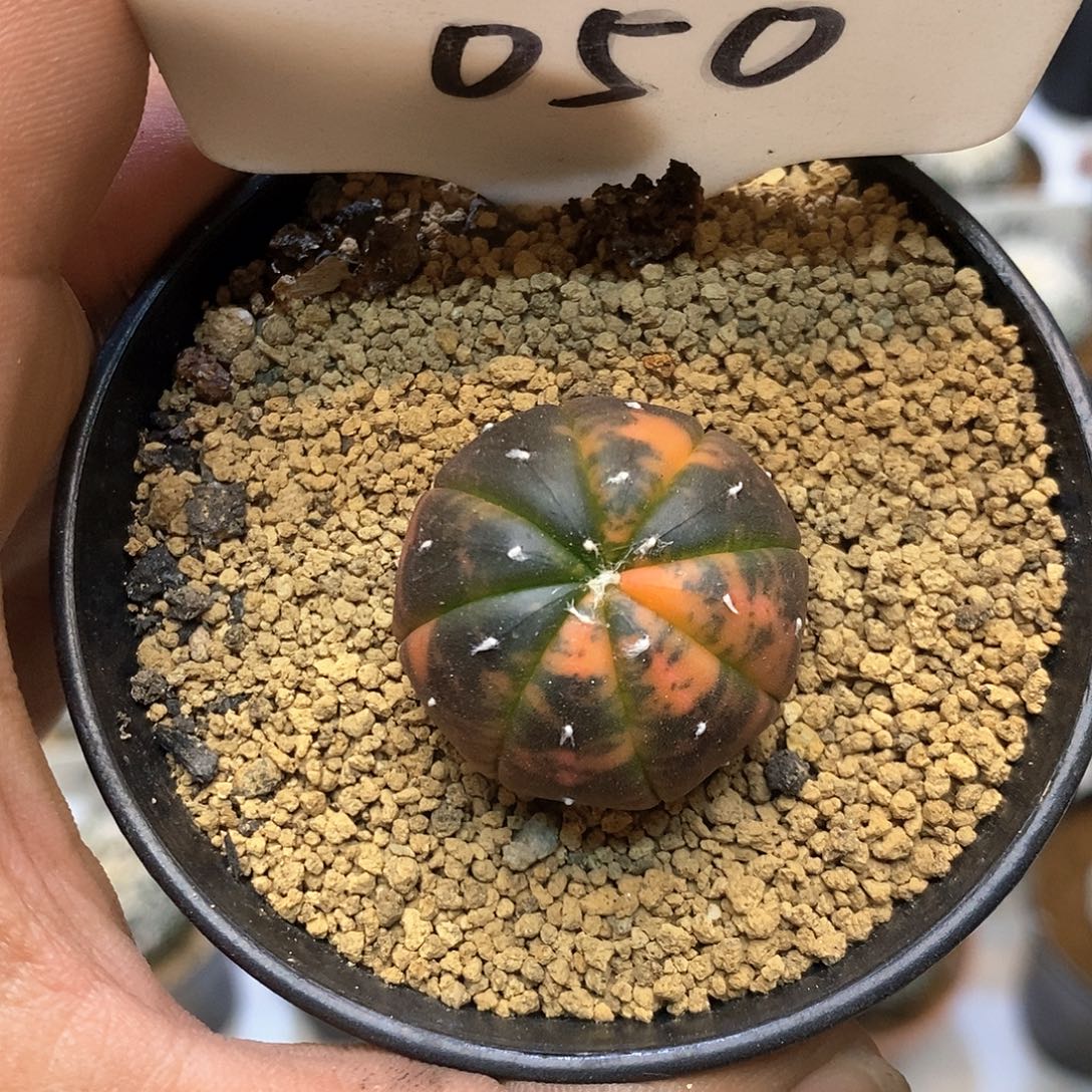 050兜锦福利特价咯啦了