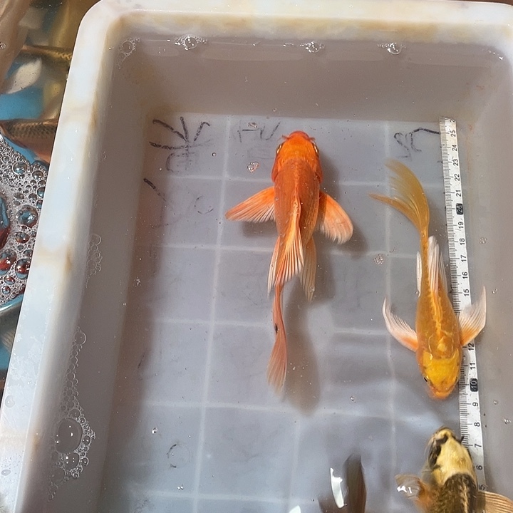 蝴蝶鲤鱼渔场直发17