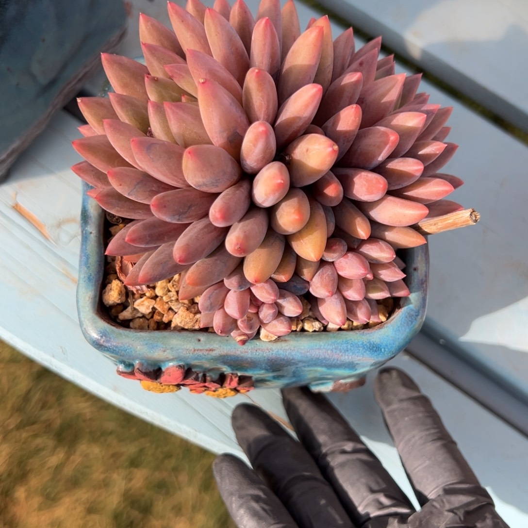 红蜻蜓一物一拍多肉