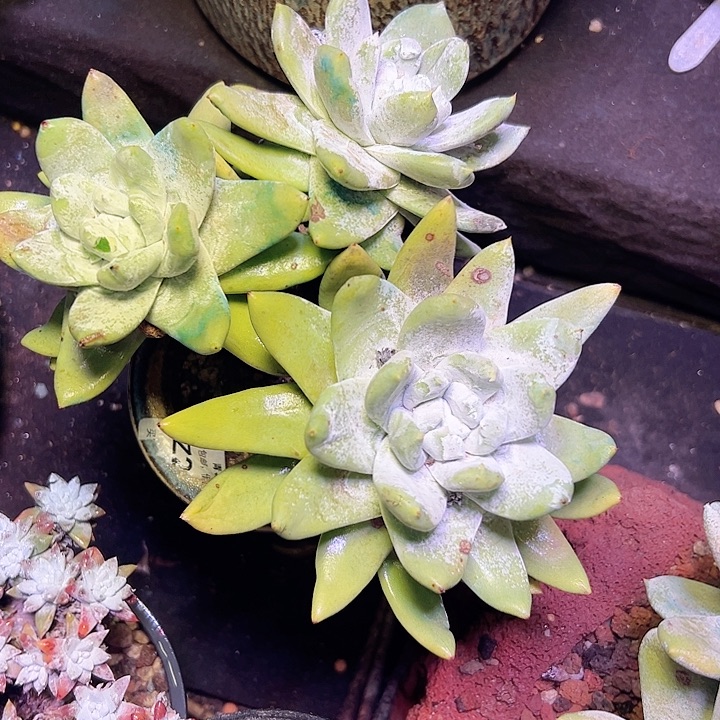 小鹿多肉一物一拍拇指