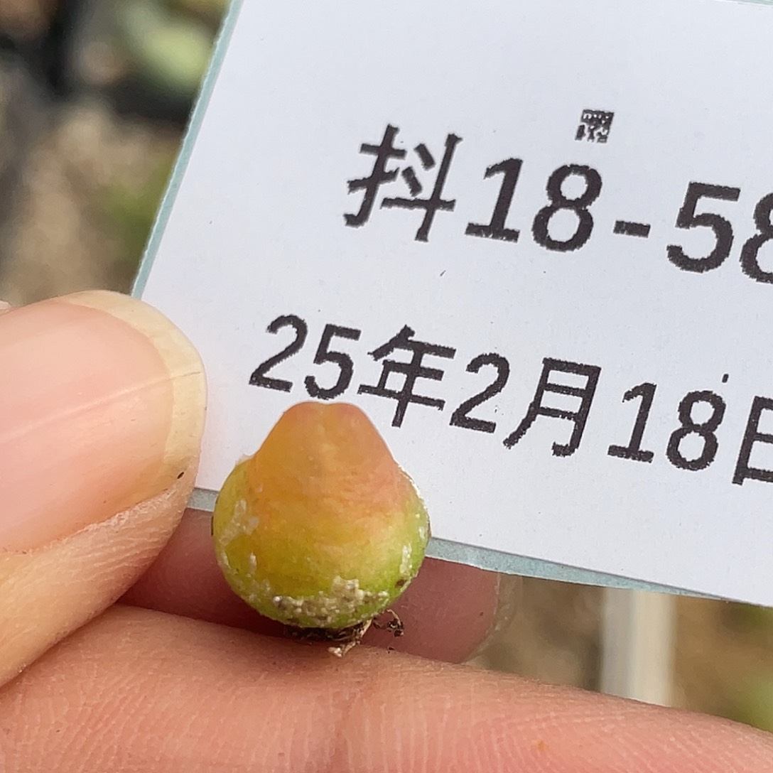 18-58拉登多肉植物