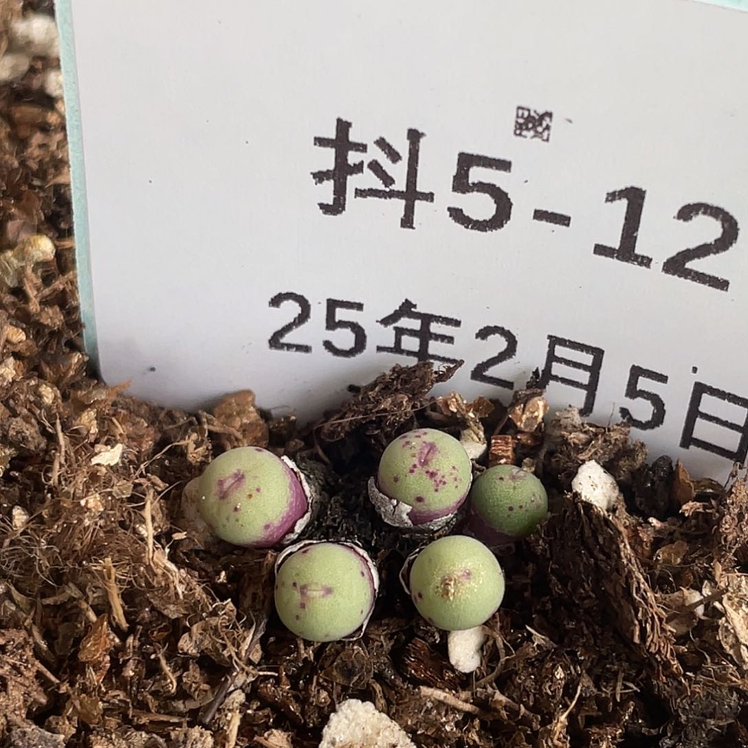 5-12嘴多肉植物肉锥