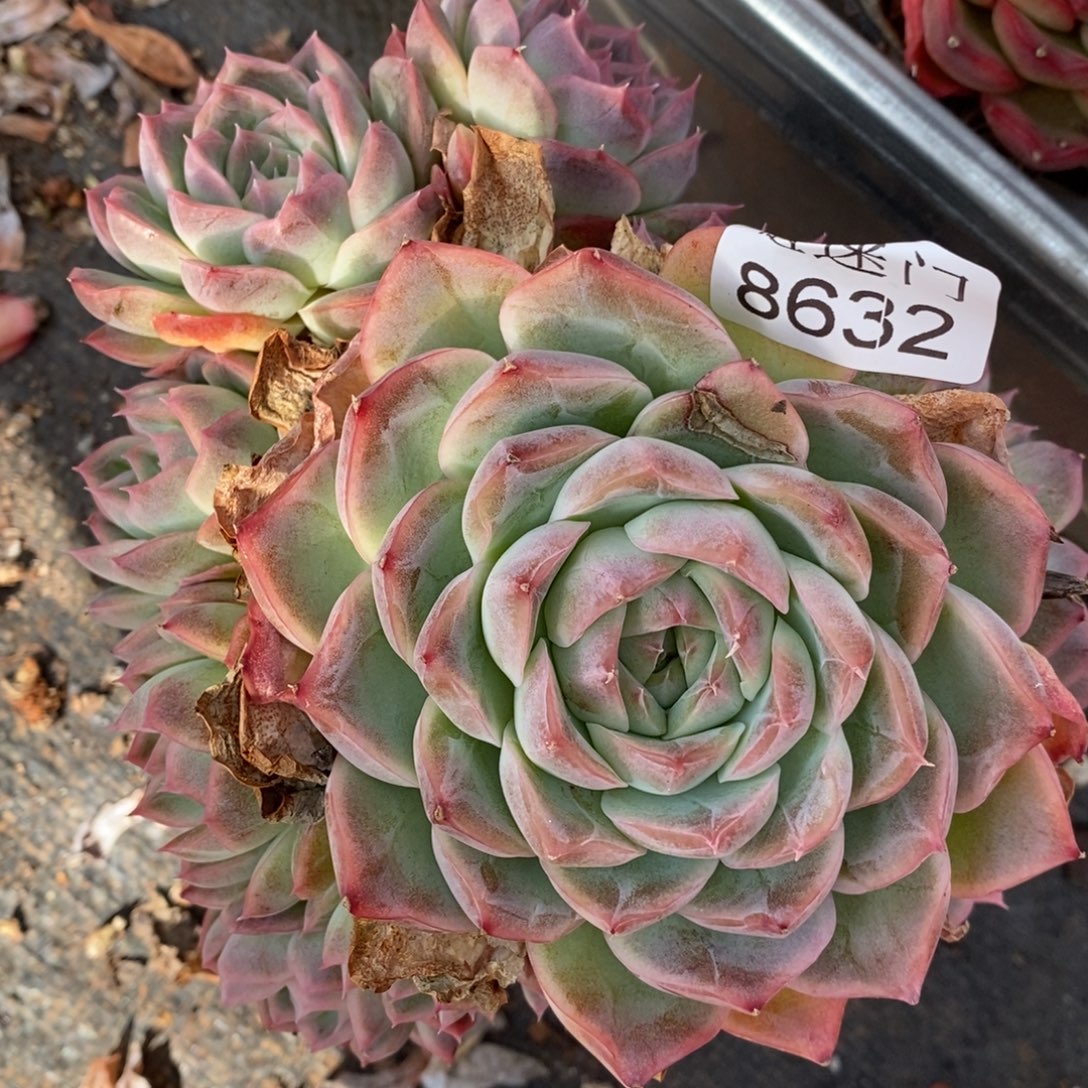 幸***家杂交精品多肉8632~15厘米~叶伤