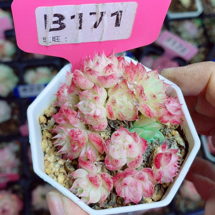 麦秆6cm不包整群