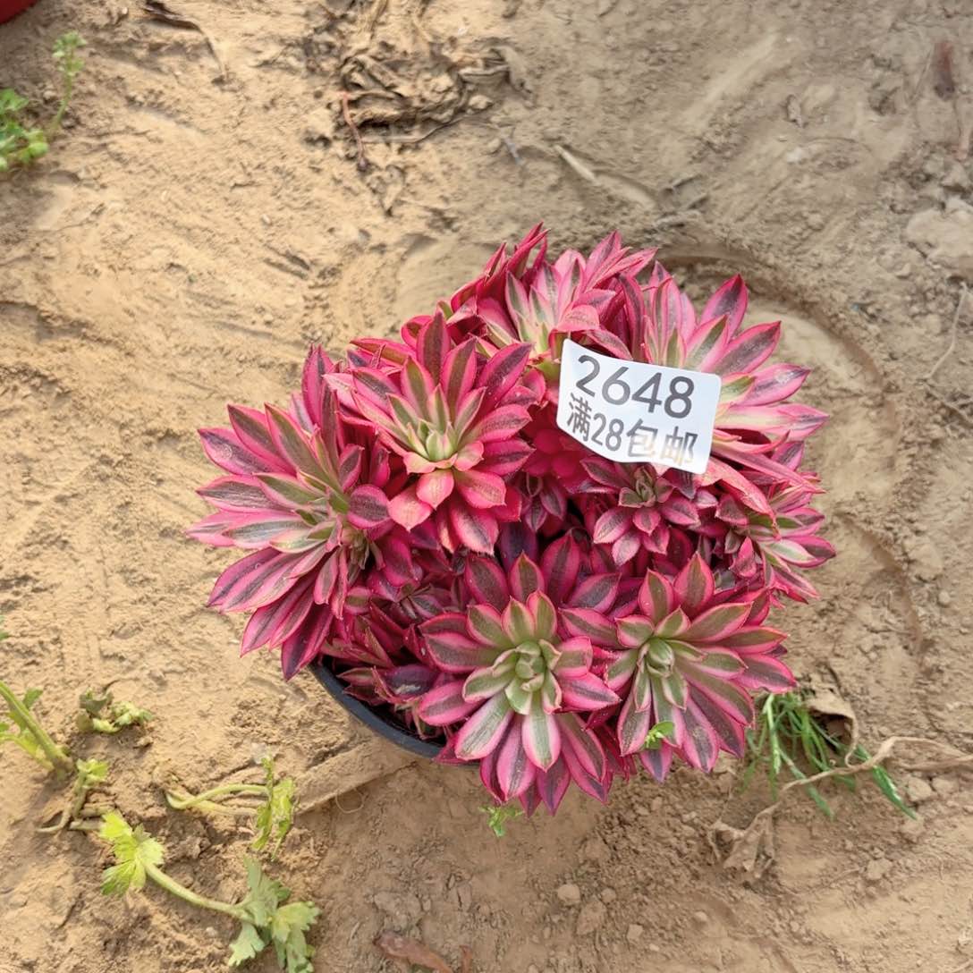 2648凤凰超白多肉111111