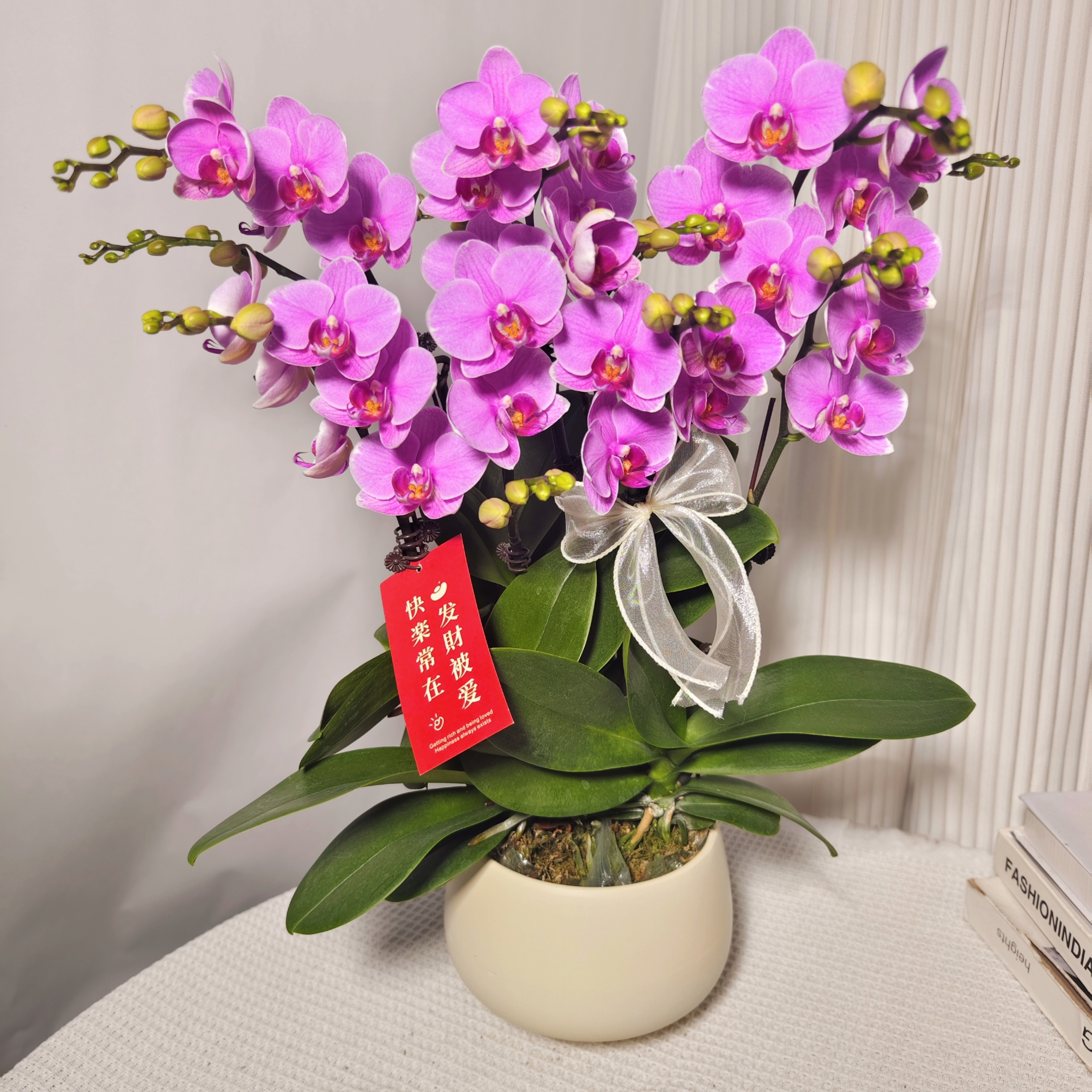 韵艺精选《十里桃花》蝴蝶兰紫色系列好养耐养带花带花苞室内美化