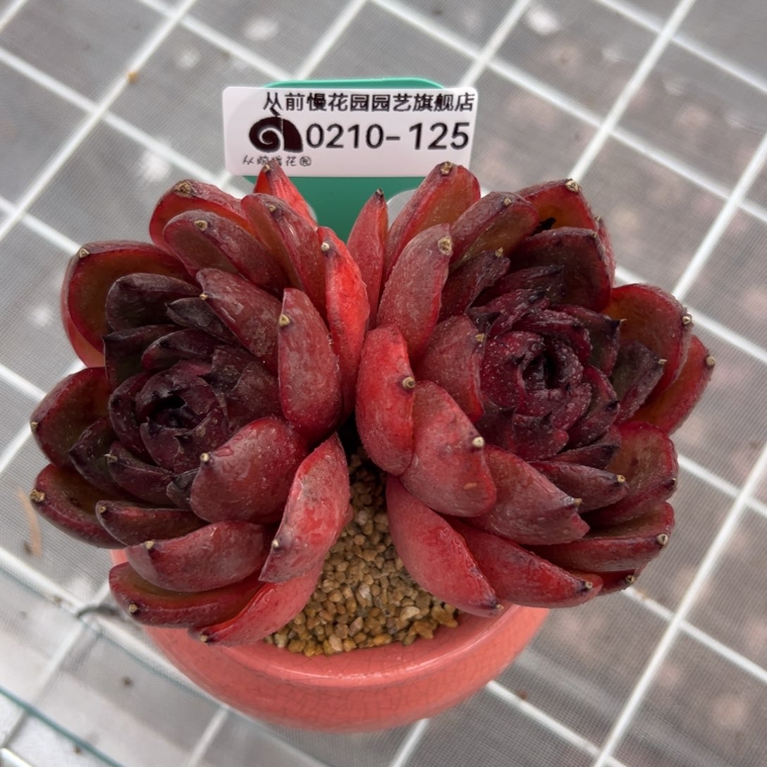 多肉一物一拍0210-125